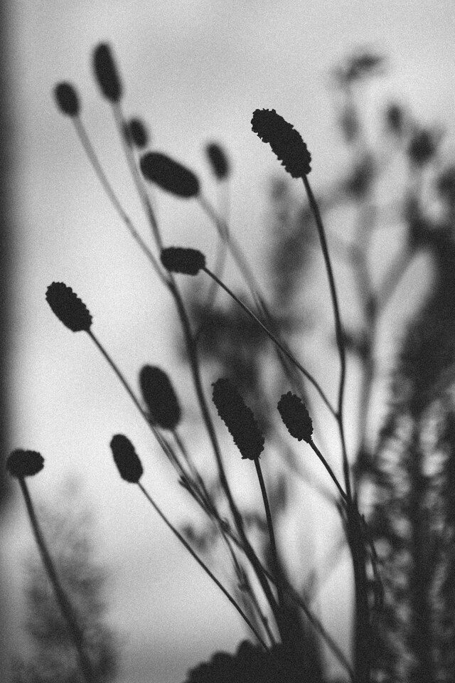 Bloemen foto zwart wit